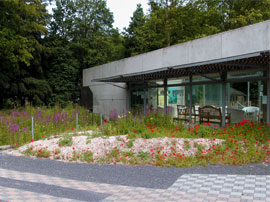 National Wildflower Centre